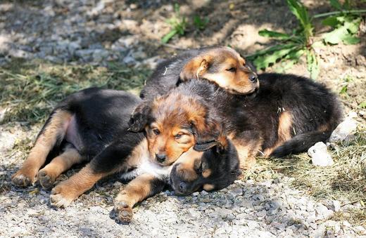 Hunde
